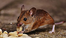 pharmaceutical-pest-control Experts in Lubers